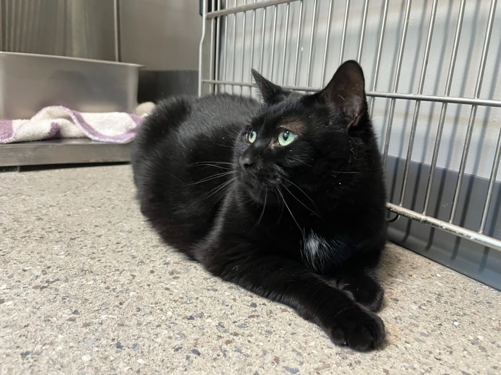 T'Challa (25-082 C)