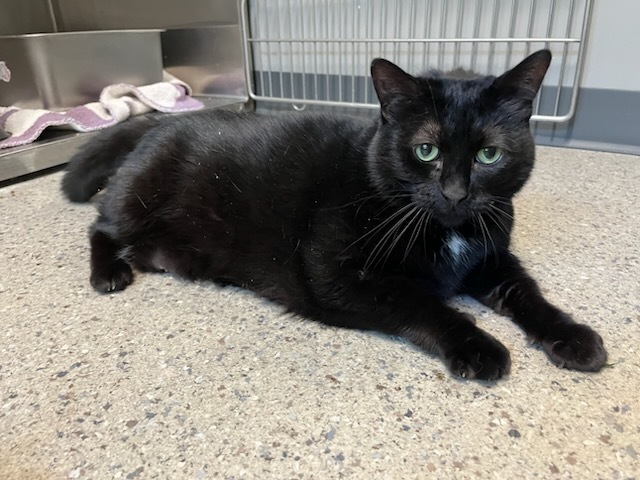 T'Challa (25-082 C)