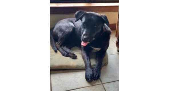 Deputy Dawgs: Mia (CP)