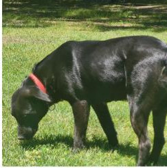 Deputy Dawgs: Mia (CP)