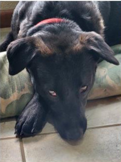 Deputy Dawgs: Mia (CP)