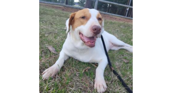 Deputy Dawgs: Marley (CP)