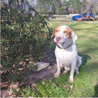 Deputy Dawgs: Marley (CP)