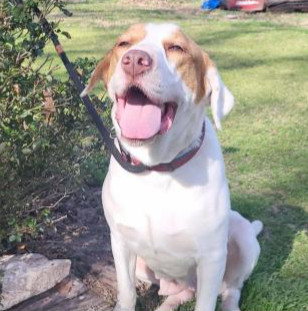 Deputy Dawgs: Marley (CP)