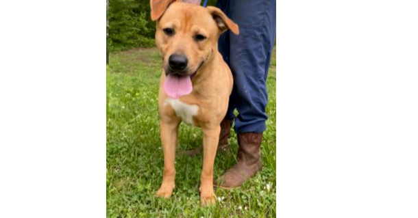 Deputy Dawgs: Charlie (CP)