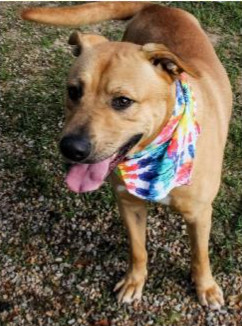 Deputy Dawgs: Charlie (CP)