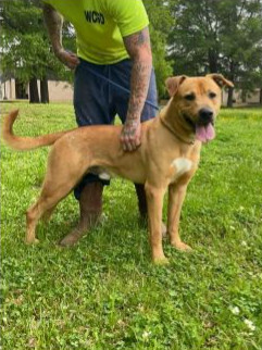 Deputy Dawgs: Charlie (CP)