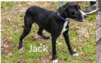 Deputy Dawgs: Jack (CP), Young Male Mixed Breed