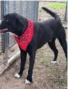 Deputy Dawgs: Jack (CP) photo 2