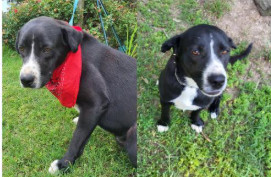 Deputy Dawgs: Jack (CP)