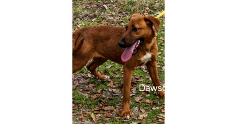 Deputy Dawgs: Dawson (CP)