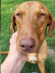 Deputy Dawgs: Dawson (CP)