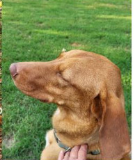 Deputy Dawgs: Dawson (CP)