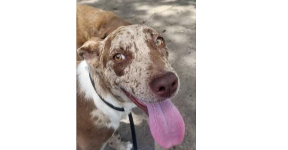 Deputy Dawgs: Gunner (CP)