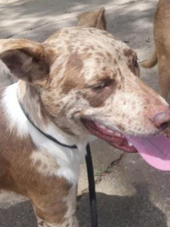 Deputy Dawgs: Gunner (CP)