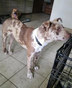 Deputy Dawgs: Gunner (CP)