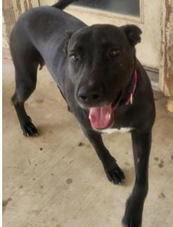 Deputy Dawgs: Dottie (CP)