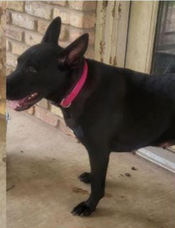 Deputy Dawgs: Dottie (CP)