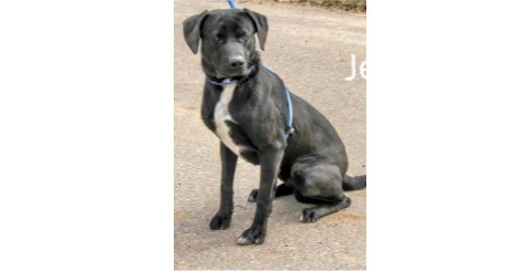 Deputy Dawgs: Jesse (CP)