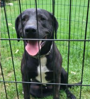 Deputy Dawgs: Jesse (CP)