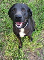 Deputy Dawgs: Jesse (CP)