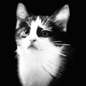 Hunter Domestic Short Hair Cat