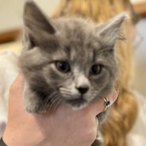 This little girl is a sweet snuggly friend Izzy is a little slow to warm up but once she does