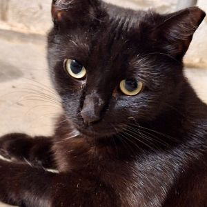 Josie Domestic Short Hair Cat