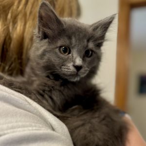 Christina Russian Blue Cat