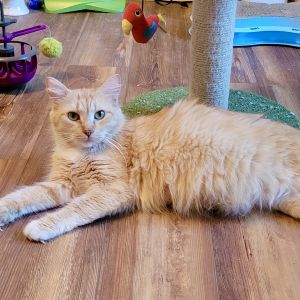 Diana V Tabby Cat