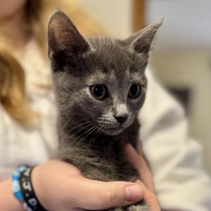 Bailey Russian Blue Cat
