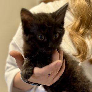 Meredith Domestic Long Hair Cat
