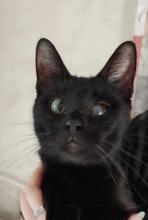 Cotton Tail, Young Female Domestic Short Hair