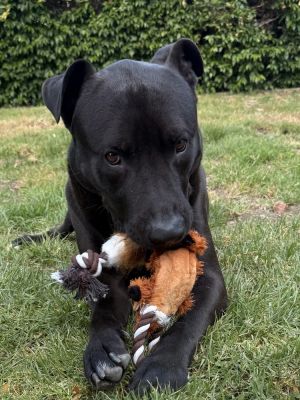 A firecracker Ready to explore his curiosities He is ready to play with both people  dogs He is 