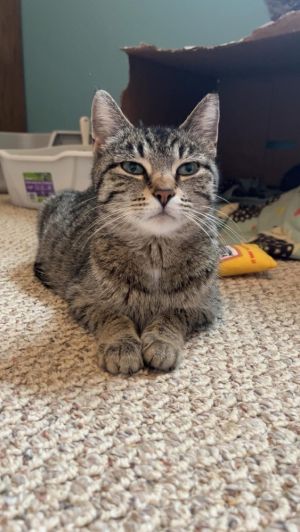 Mochi, Adult Female Domestic Short Hair