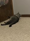 Mochi photo 3