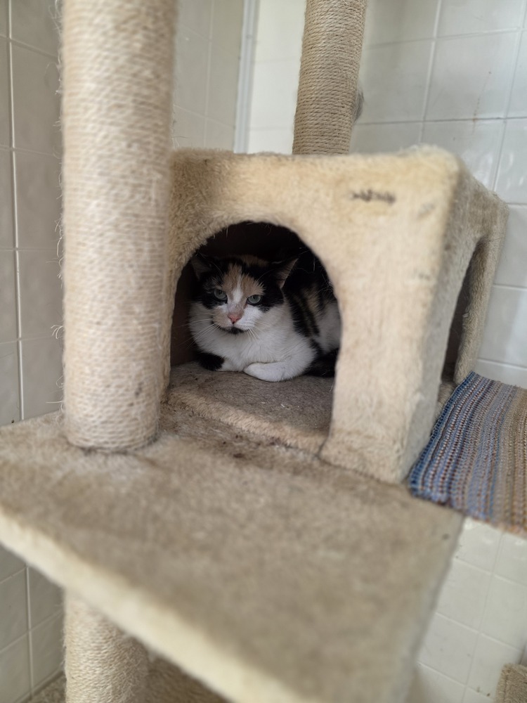 Rosie Cat