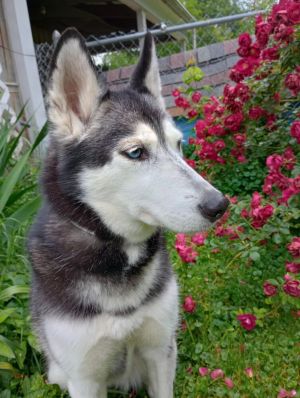 CD Nigini, Adult Female Husky