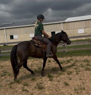 Yancy, Adult Female unknown