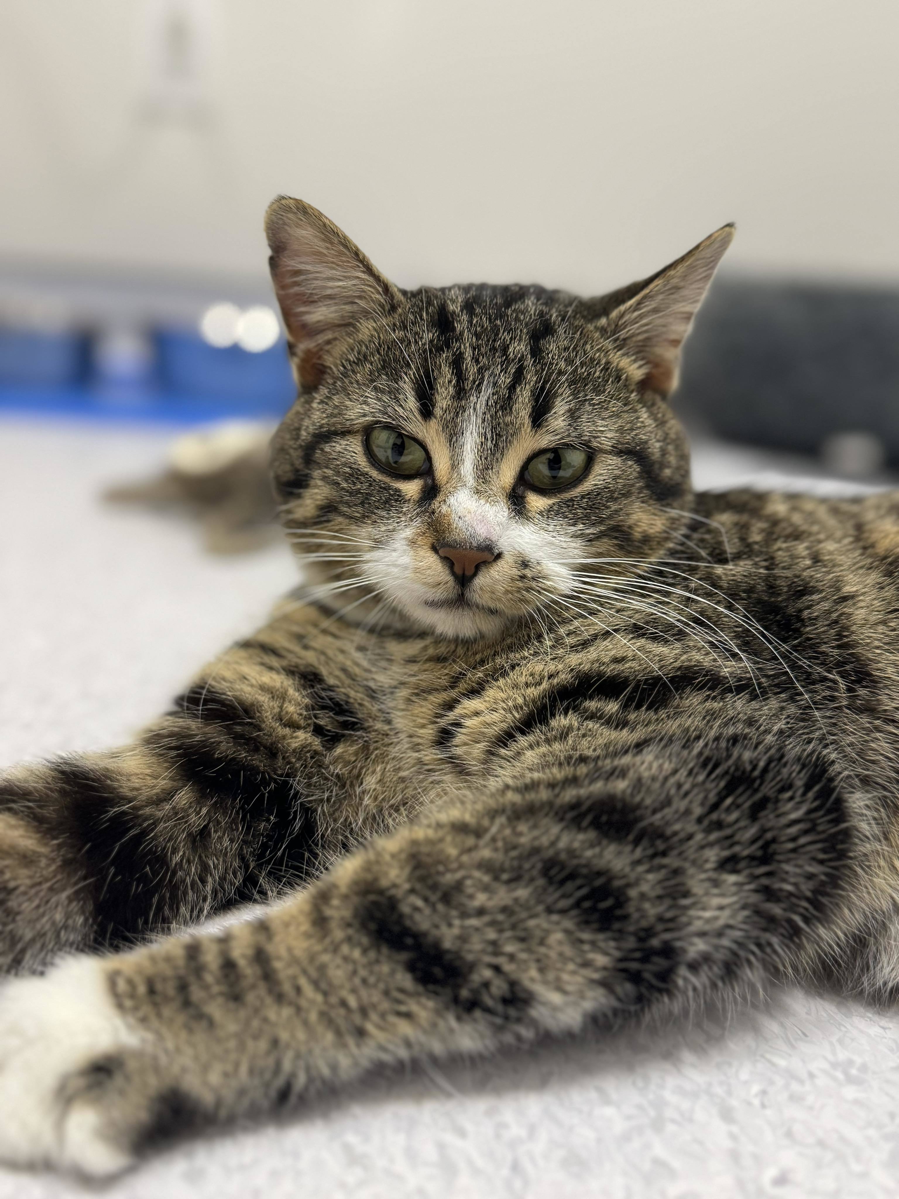 Bunny, an adoptable Domestic Short Hair in Steinbach, MB, R5G 2B2 | Photo Image 1