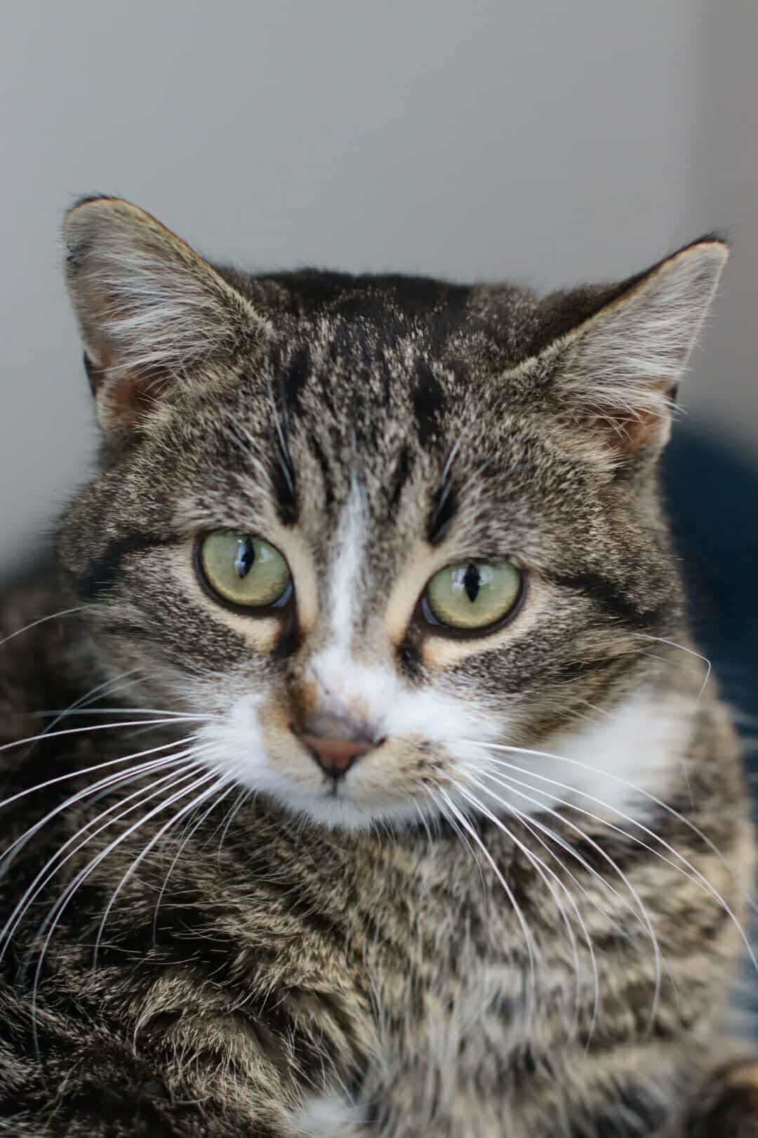 Bunny, an adoptable Domestic Short Hair in Steinbach, MB, R5G 2B2 | Photo Image 2
