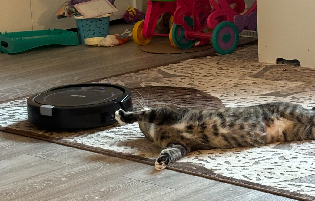 Bunny, an adoptable Domestic Short Hair in Steinbach, MB, R5G 2B2 | Photo Image 3