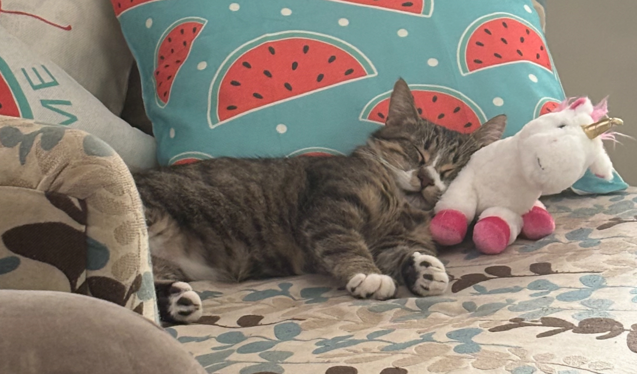 Bunny, an adoptable Domestic Short Hair in Steinbach, MB, R5G 2B2 | Photo Image 4