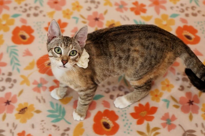 Gigi
