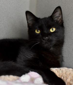 Chirpy Domestic Short Hair Cat