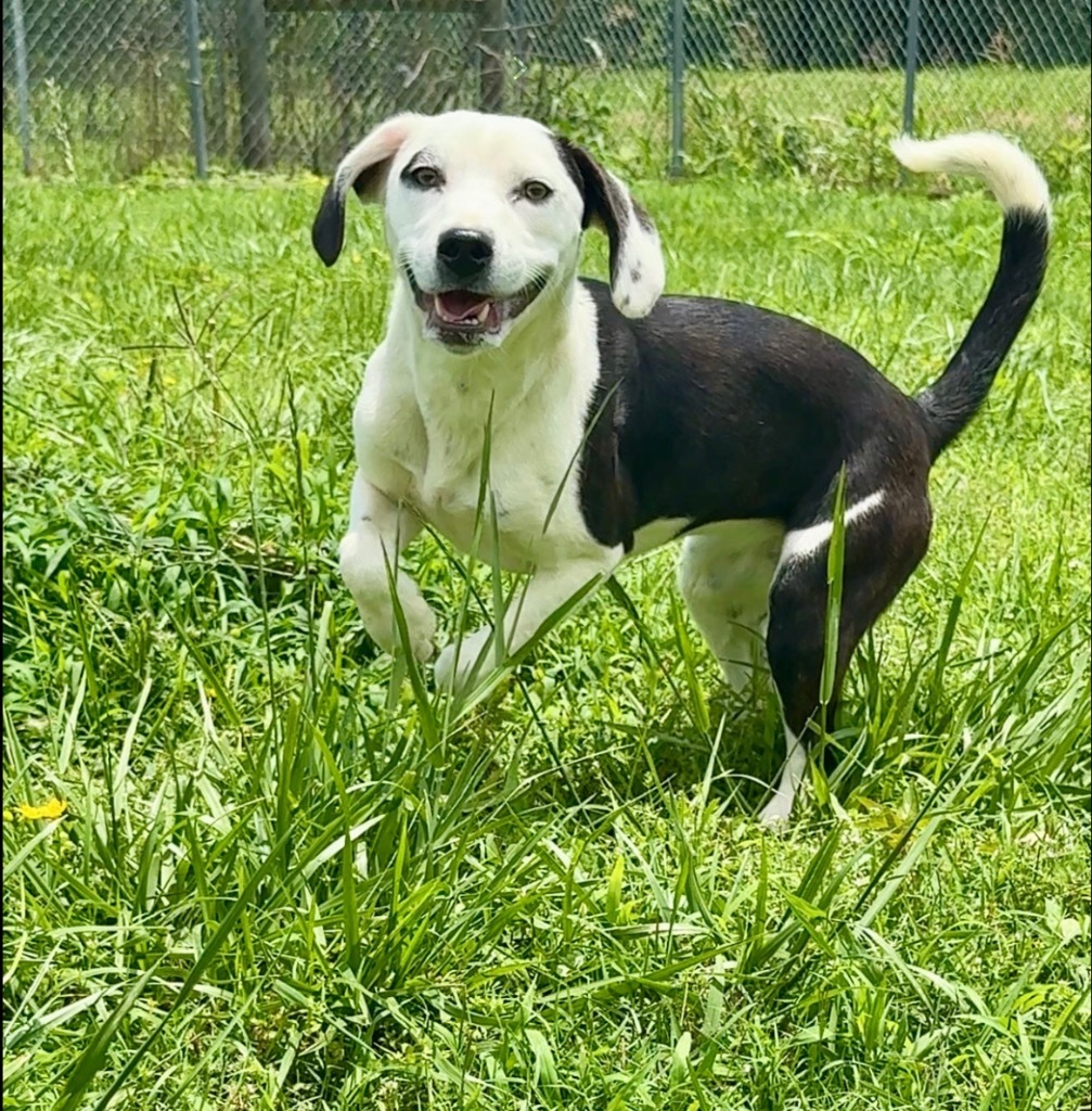 Bingo- Available for Adoption