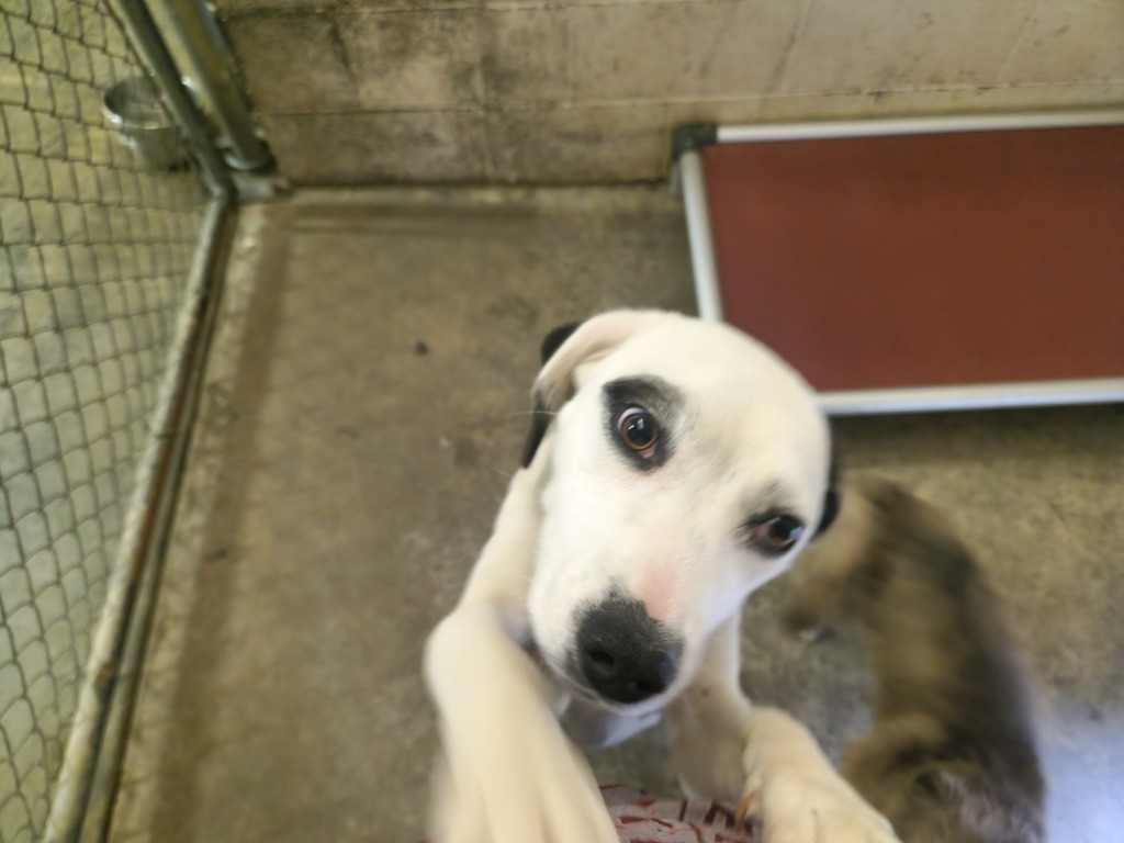 Bingo- Available for Adoption