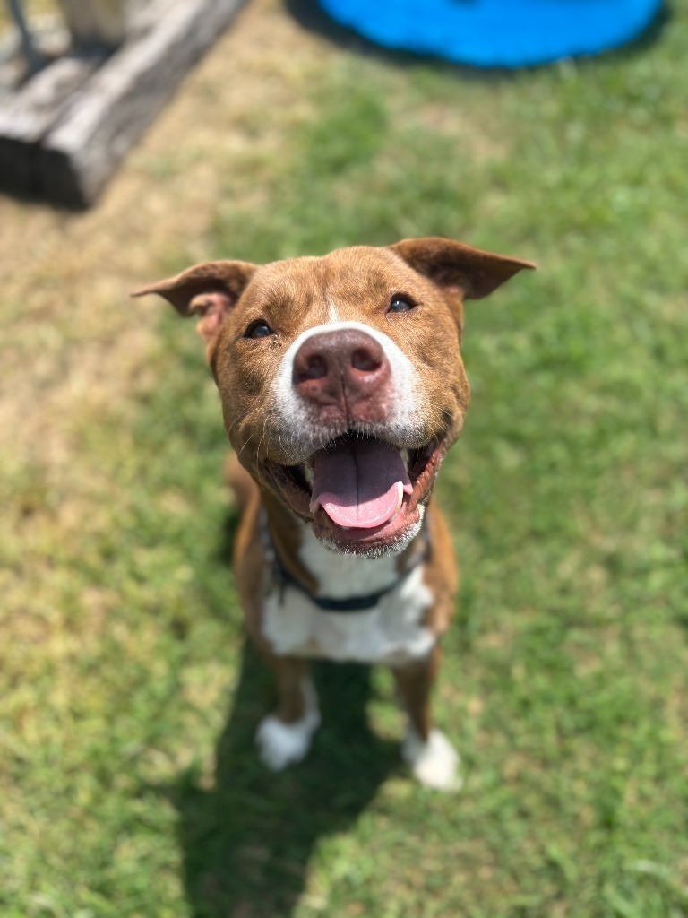 Astarion- Adoptable Awaiting S/N