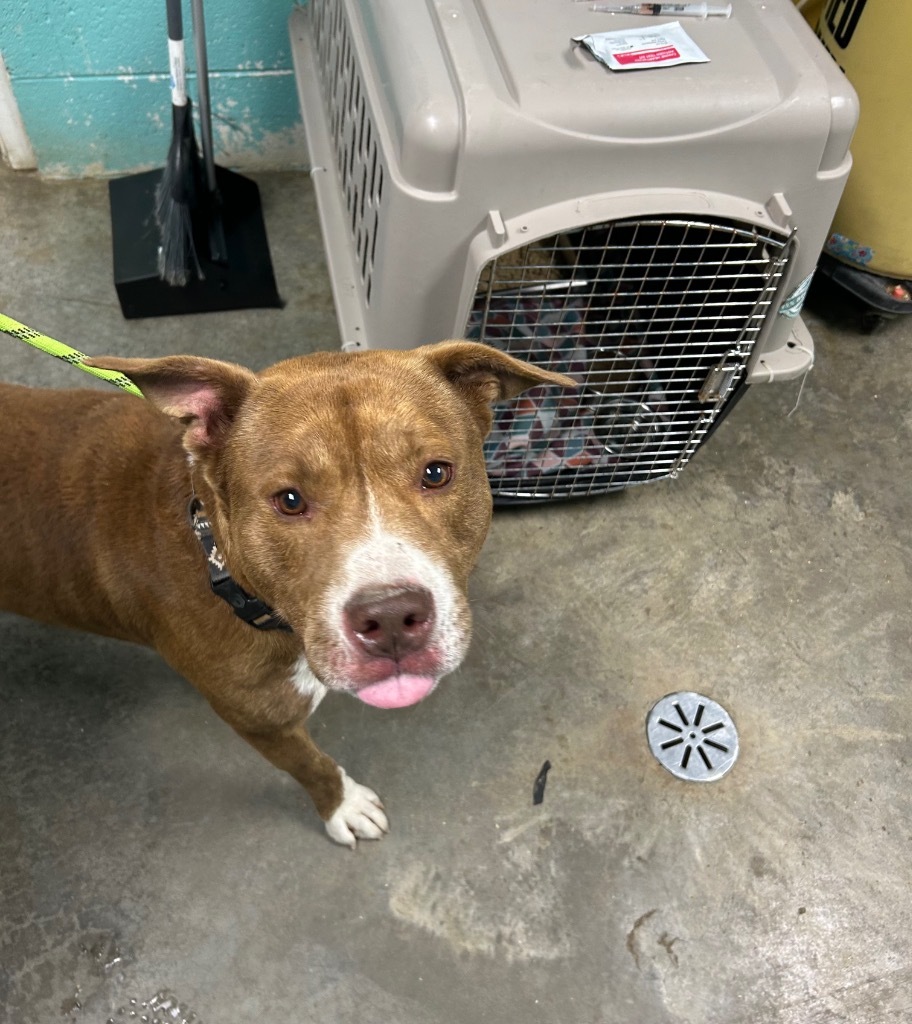 Astarion- Adoptable Awaiting S/N