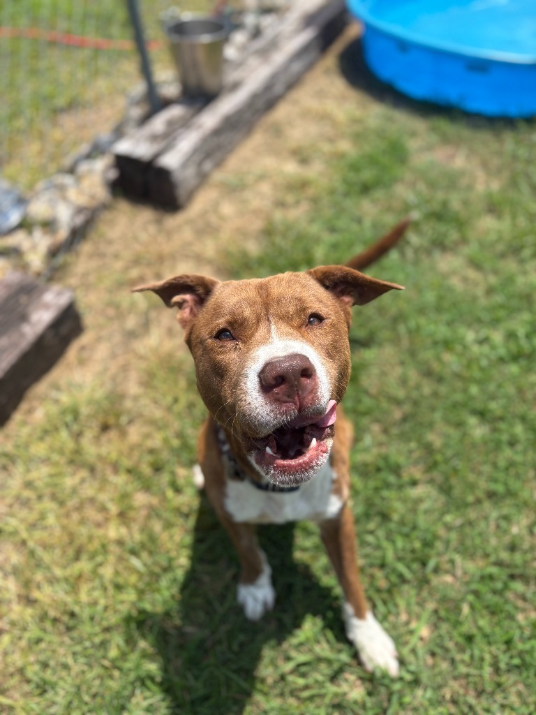 Astarion- Adoptable Awaiting S/N
